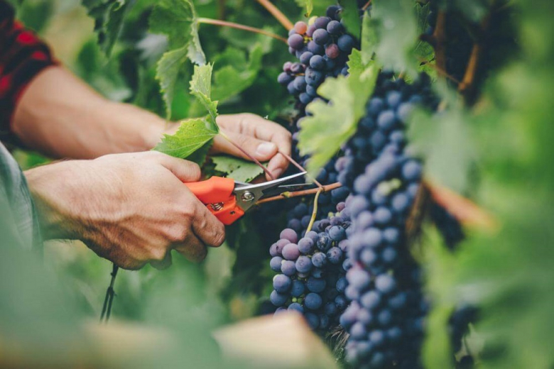 Виноградарям и виноделам увеличат поддержку более чем на 1 млрд